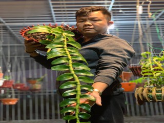 Nguyễn Đăng Ghin "đổi đời" từ niềm đam mê hoa lan
